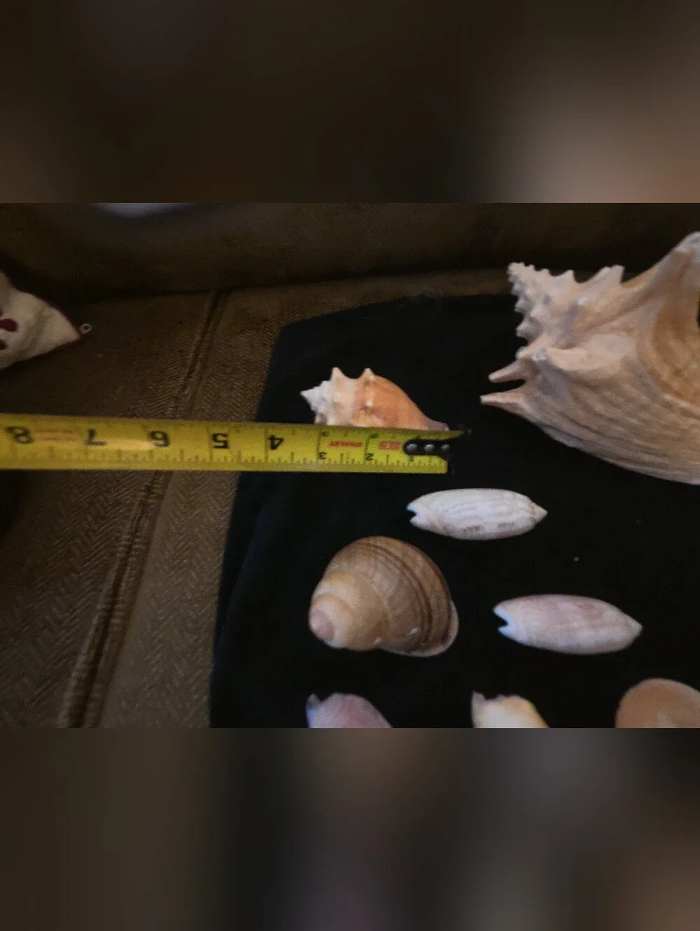 Assorted Natural Seashell Collection - Beige, Cream, Brown